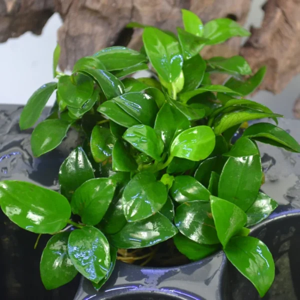 Anubias