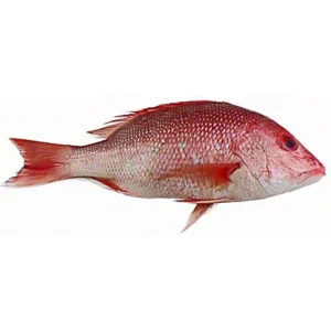Red Snapper