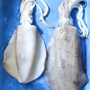 Cuttle  Fish Soft Bone