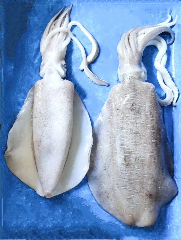 Cuttle  Fish Soft Bone