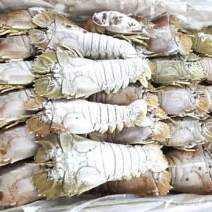 Lobster
