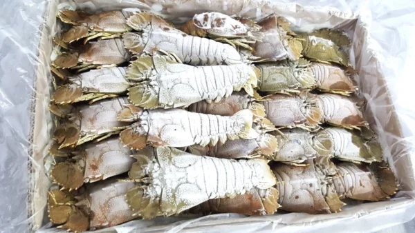 Lobster