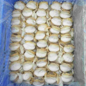 Conch meat