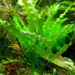 Aponogeton