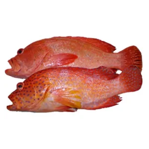 Grouper Fish