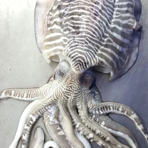 Cuttle  Fish Hard Bone