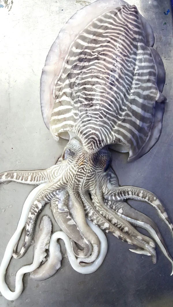 Cuttle  Fish Hard Bone