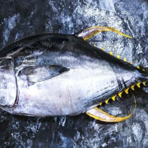 Yellow Fin Tuna