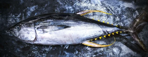 Yellow Fin Tuna - Image 2