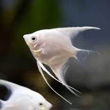 Angel Fish