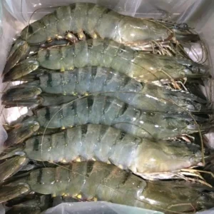 Black Tiger  Prawns