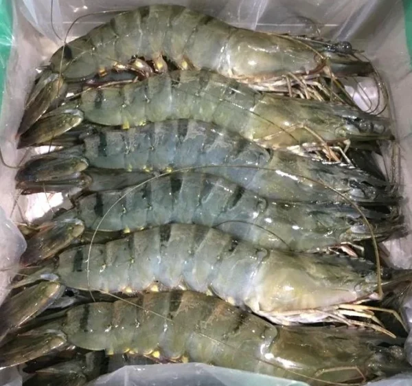 Black Tiger  Prawns