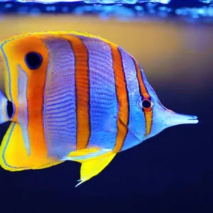 Butterfly Fish