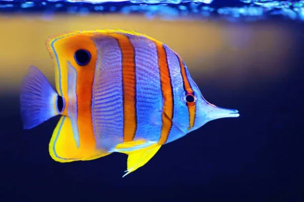 Butterfly Fish