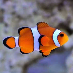 Clown Fish