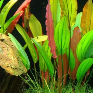 Echinodorus