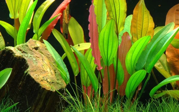 Echinodorus