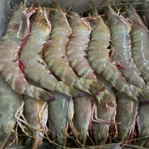 Flowery Prawns