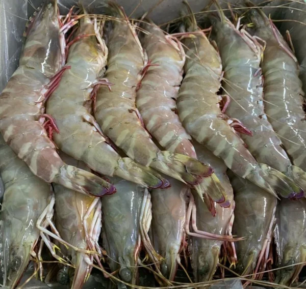 Flowery Prawns