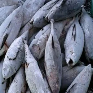 Frozen Tuna