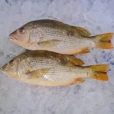 Golden-Snapper