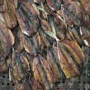 Indian Mackerel