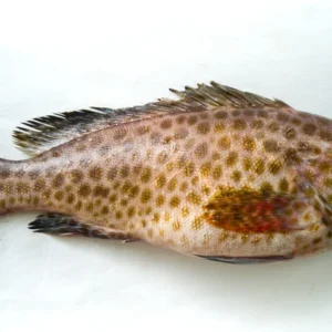Grouper Fish