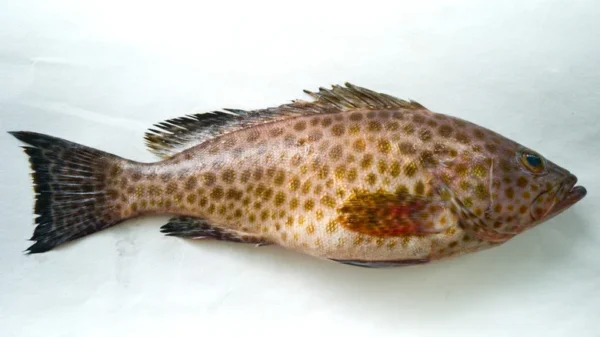 Grouper Fish