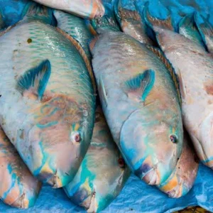 Parrot Fish