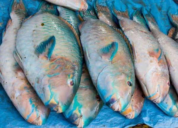 Parrot Fish