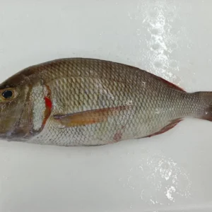 Emperor Fish