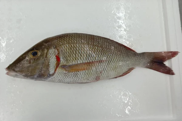Emperor Fish