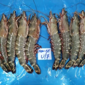 Sea Tiger Prawns