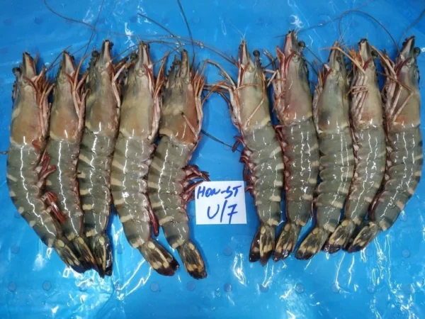 Sea Tiger Prawns