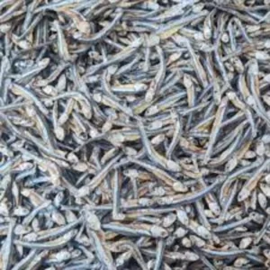 Sprats