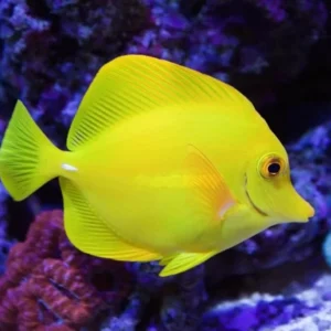 Tang fish