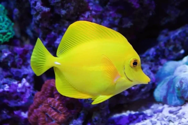 Tang fish