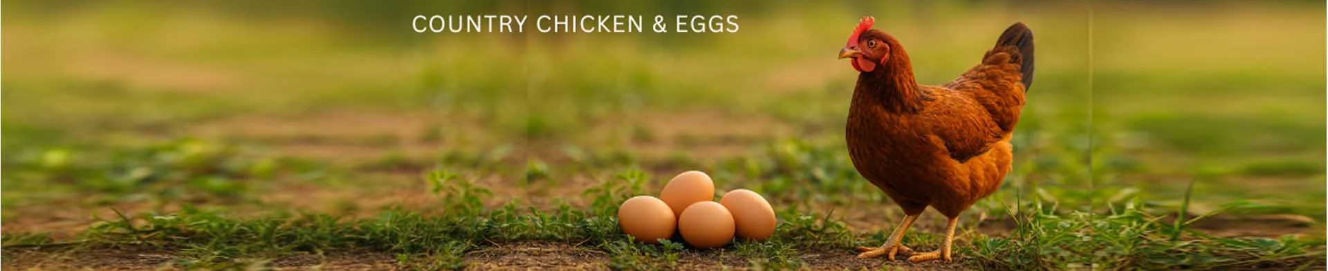 badalgam-chiken-egg