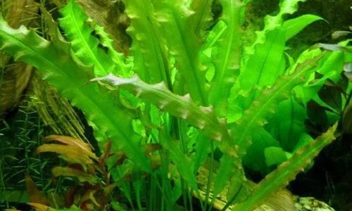 Aponogeton.webp