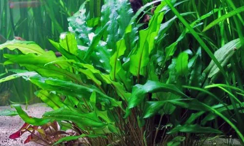 Cryptocoryne.webp