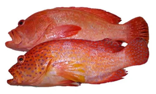 Grouper-fish-final.webp