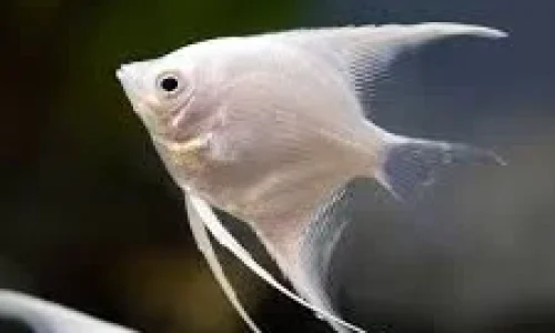 angel.webp