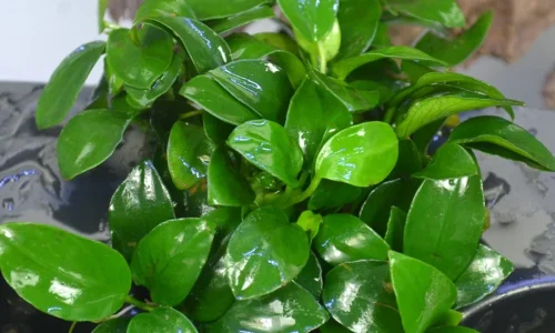 anubias-1.webp