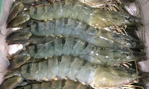 black-tiger-prawns.webp