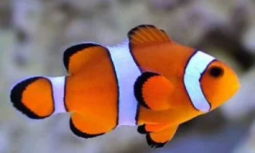 clownfish.webp