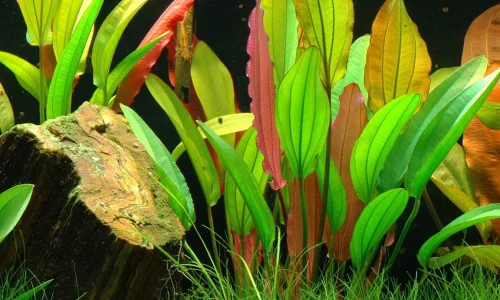 echinodorus.webp