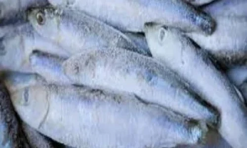 frozen-sarding-1.webp
