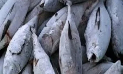 frozen-tuna-1.webp