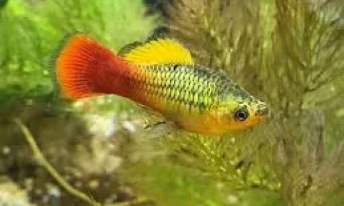 platy-1.webp