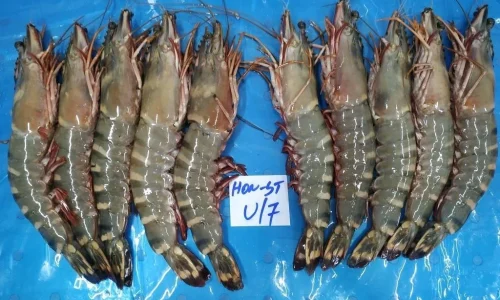 sea-tiger-prawns-1.webp